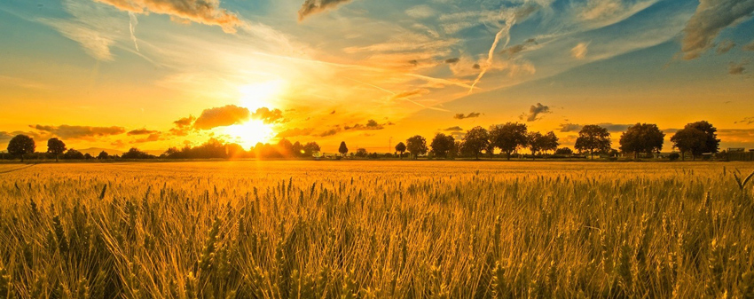 Пшеничні поля України